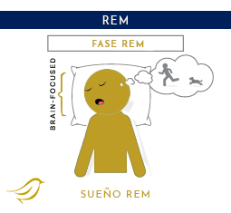una de las 5 fases de sueño: la fase REM