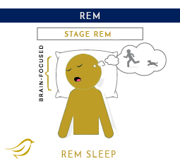 the REM phase of sleep where dreams occur