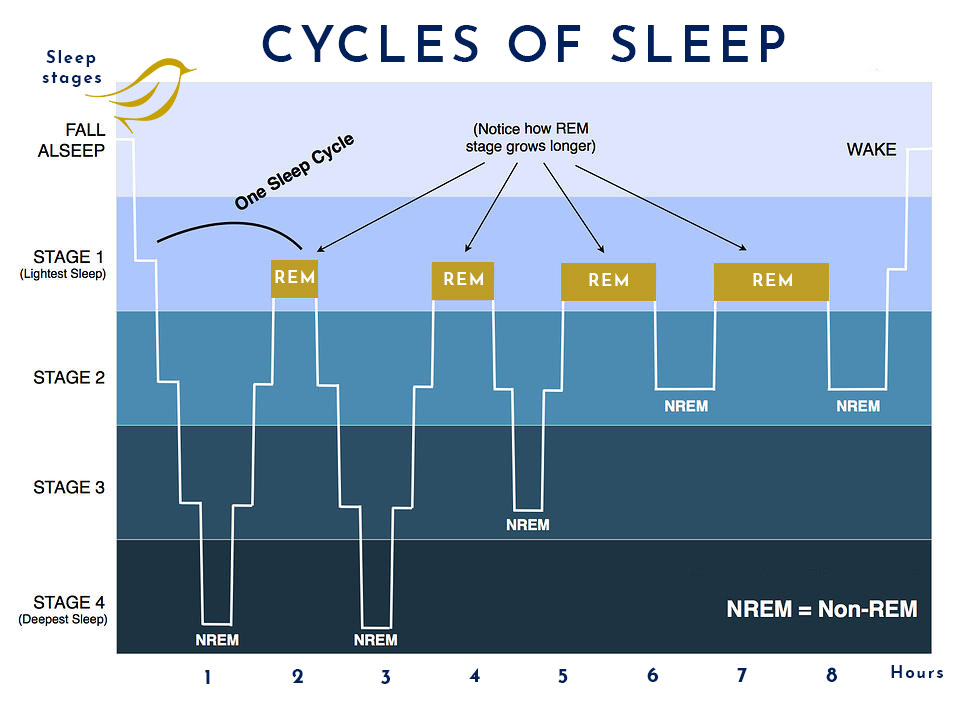 Hypnogram to show cycles of sleep