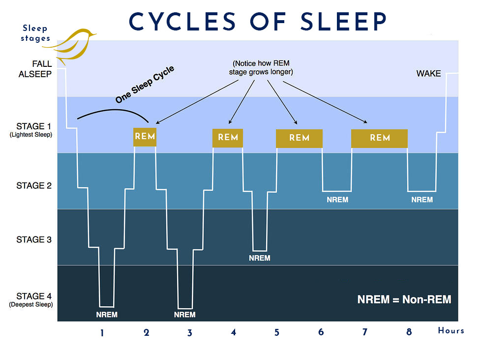 Sleep Cycles Progression: Understanding the Mechanism