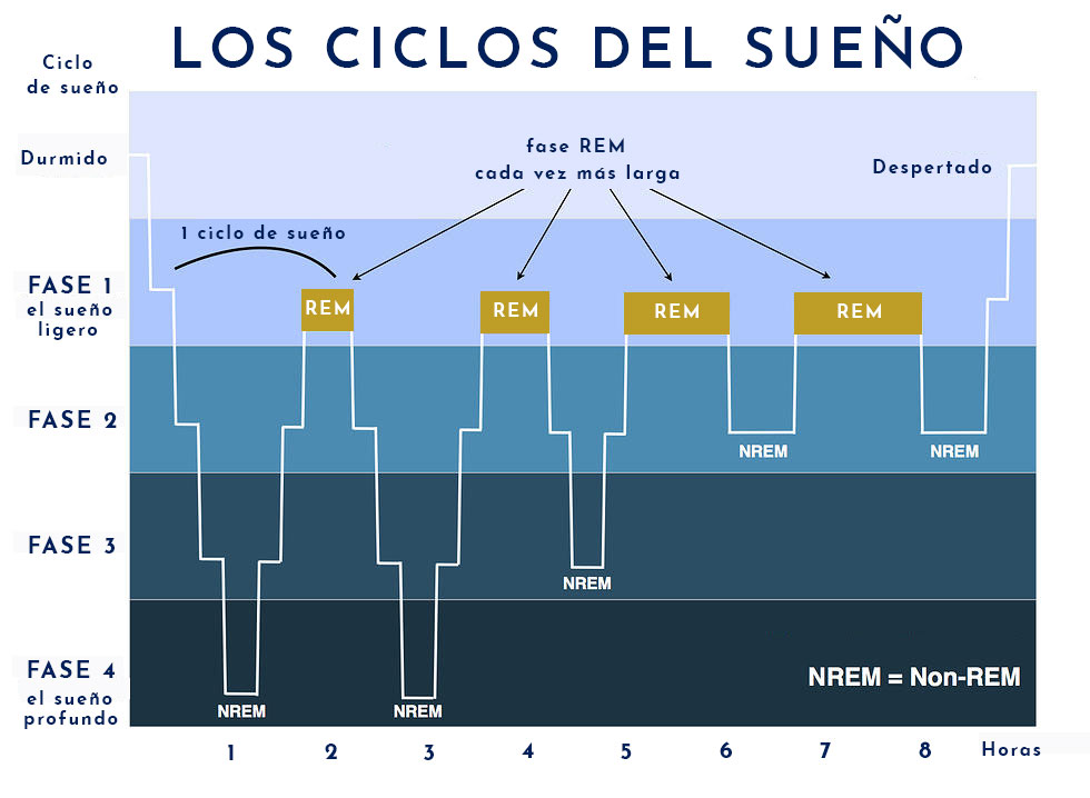 los ciclos de una noche de sueño a través el hipnograma 