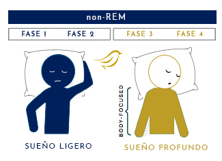 las 4 fases de sueño non-REM 