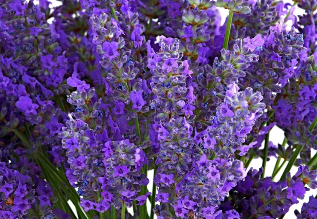 il color lavanda aiuta a migliorare la qualità del riposo