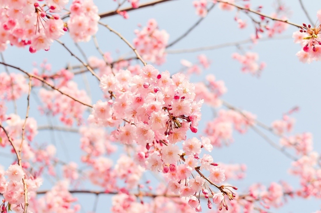 il rosa non è un colore solo per donne e bambini ma è un calmante naturale