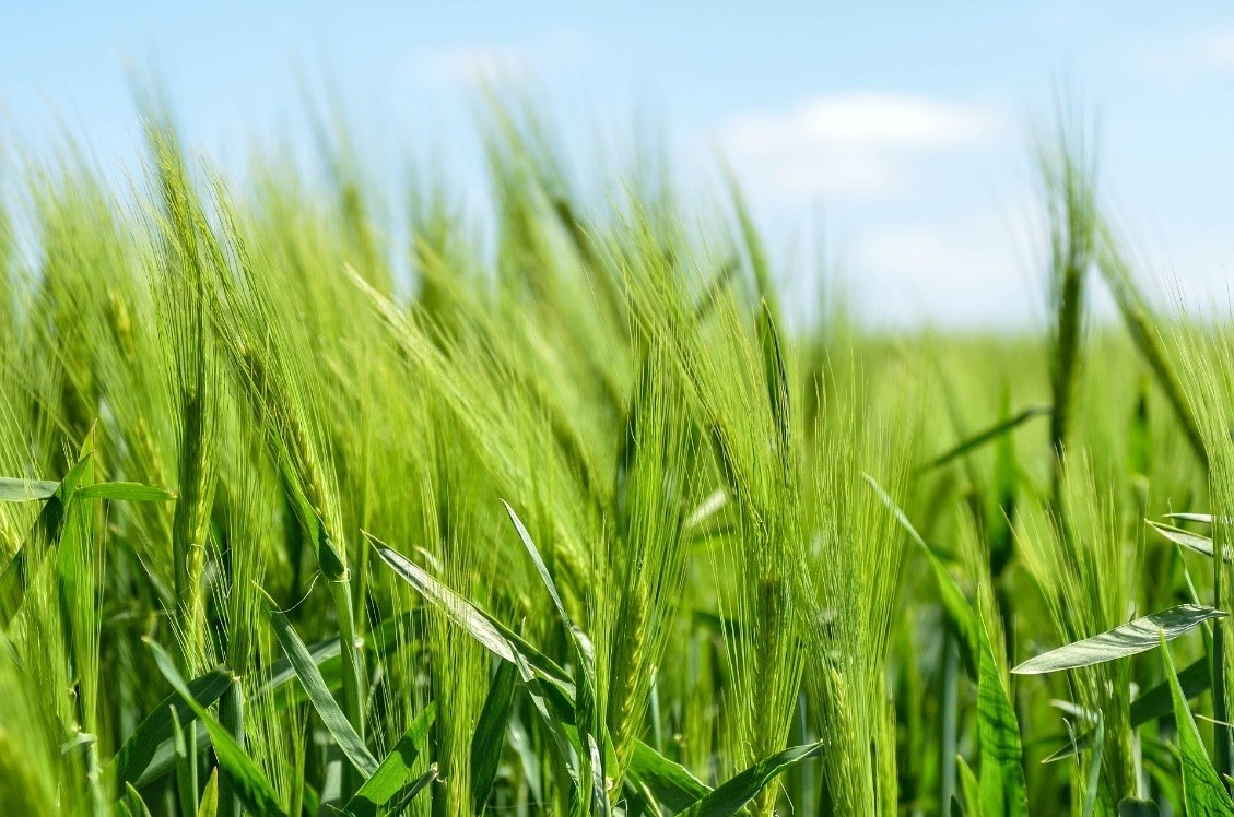 il verde è un colore rilassante e adatto per un riposo di qualità